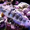 Sleeper Banded Bullet Goby (Amblygobius phalaena)