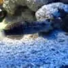 Sleeper Banded Bullet Goby (Amblygobius phalaena) - Image 2