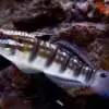 Sleeper Banded Bullet Goby (Amblygobius phalaena) - Image 4