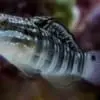 Sleeper Banded Bullet Goby (Amblygobius phalaena) - Image 3