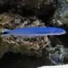 Gudgeon Dartfish (Ptereleotris) - Image 2