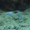 Gudgeon Dartfish (Ptereleotris) - Image 3