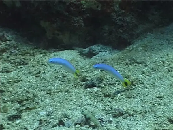 Gudgeon Dartfish (Ptereleotris) - Image 3