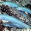 Gudgeon Dartfish (Ptereleotris) - Image 4