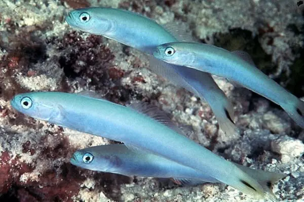 Gudgeon Dartfish (Ptereleotris) - Image 4