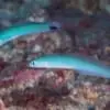Gudgeon Dartfish (Ptereleotris)