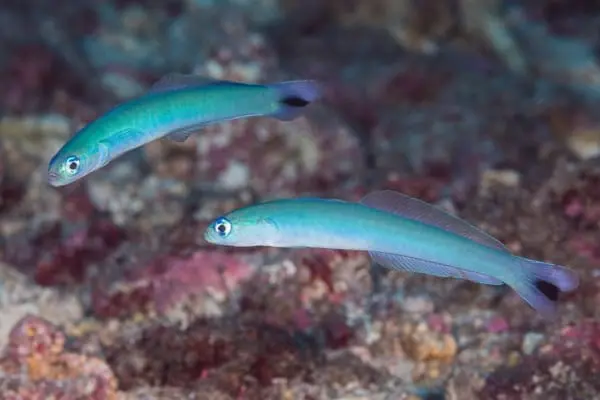 Gudgeon Dartfish (Ptereleotris)