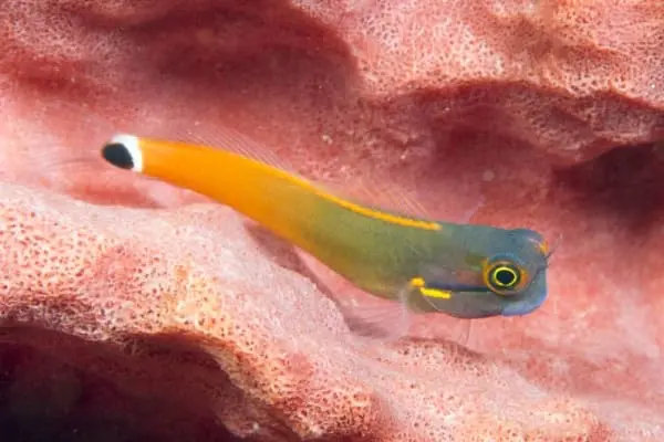 Tailspot Blenny - Image 4