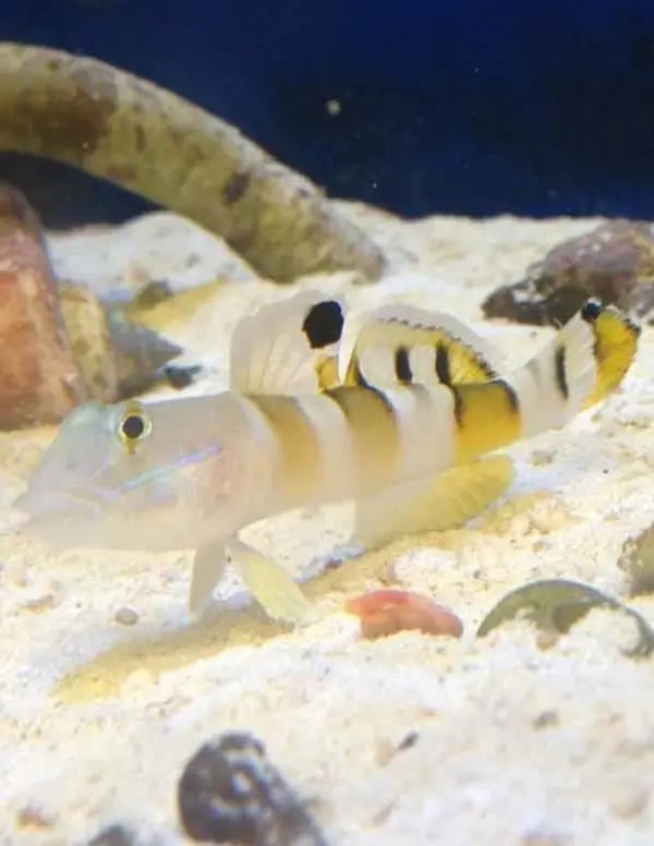 Tiger (Wardi) Goby (Valencienna wardii) - Image 4