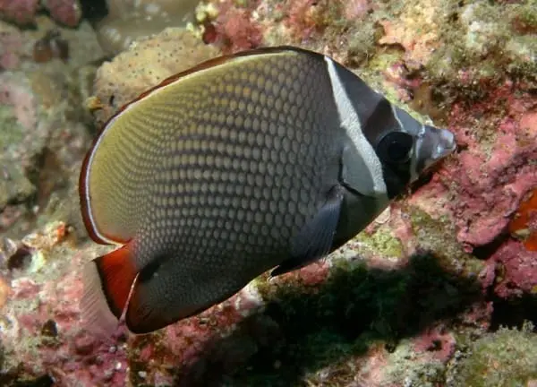 White Collar Butterflyfish for sale