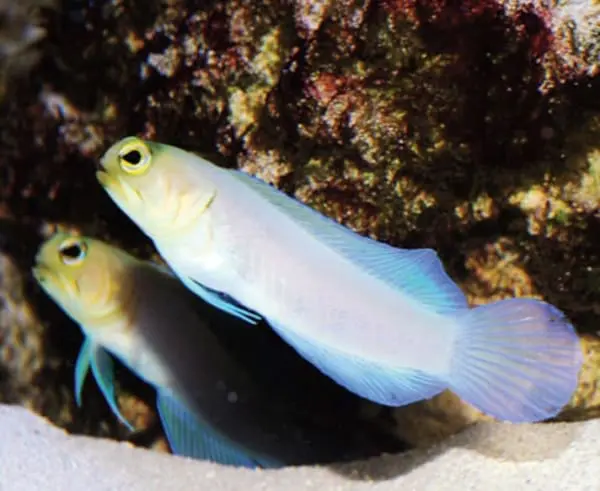 Pearly Jawfish