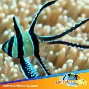 marine fish for sale