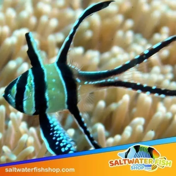 bangai cardinal fish