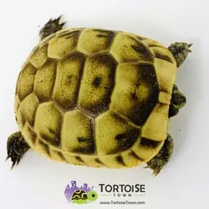 small tortoise for sale