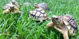 baby tortoise