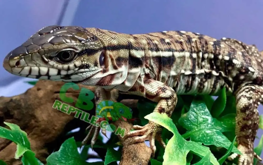 red tegu for sale