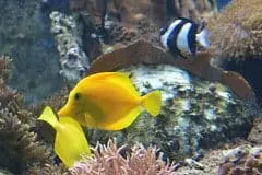 yellow tang breeding