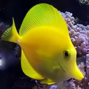 yellow tang water salinity