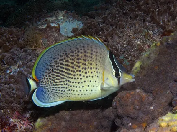 Pebbled butterfly fish