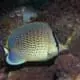 Pebbled butterfly fish
