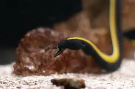 black ribbon eel breeding