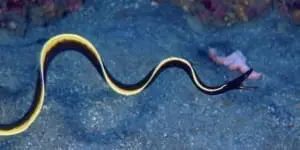 black ribbon eel diet