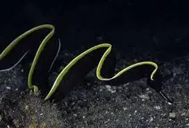 black ribbon eel for sale