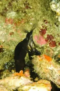 black ribbon eel information