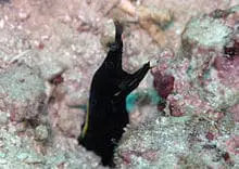 black ribbon eel lifespan