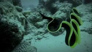 black ribbon eel lighting