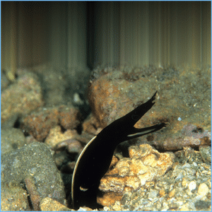 black ribbon eel origin