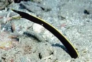 black ribbon eel oxygen