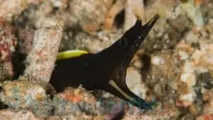 black ribbon eel size