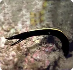 black ribbon eel tank mates