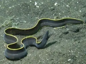 black ribbon eel water filtration