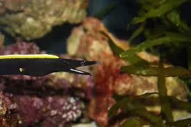 black ribbon eel water salinity