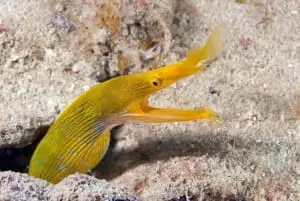 blue ribbon eel aggression