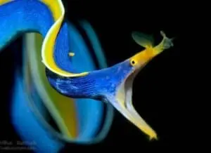 blue ribbon eel breeding