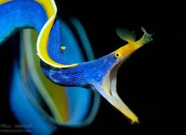 blue ribbon eels
