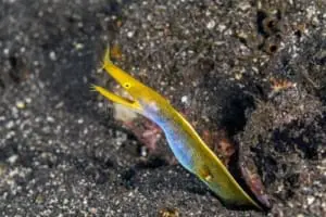 blue-ribbon eel care