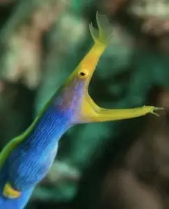 blue ribbon eel lifespan