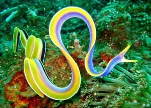 blue ribbon eel oxygen