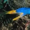 blue ribbon eel size