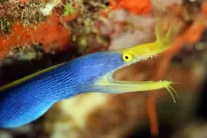 blue ribbon eel tank