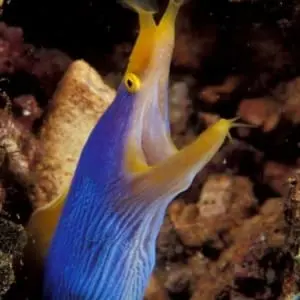 blue ribbon eel tank size