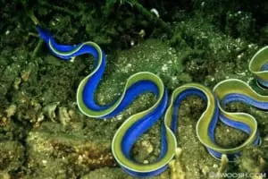 blue ribbon eel water filtration