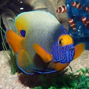 blueface angelfish for sale
