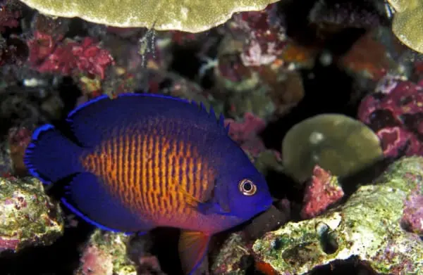 coral beauty angelfish