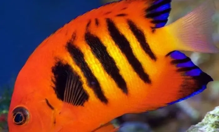 flame angelfish for sale