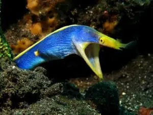 how to setup blue ribbon eel tank